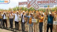 Gandeng PT SSI, Universitas Jember Panen Jagung Hasil Bioteknologi