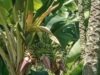 Pohon Pisang