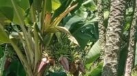 Petanda Apa? Pohon Pisang di Sumenep Ditemukan Bertongkol 6 Buah