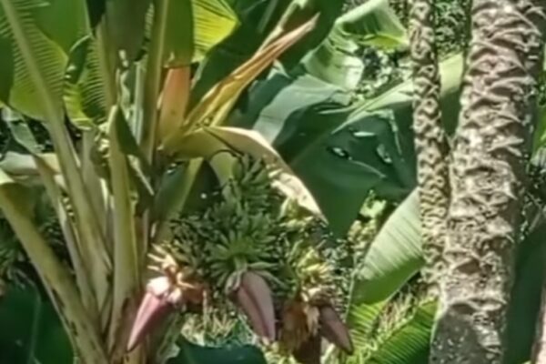 Pohon Pisang