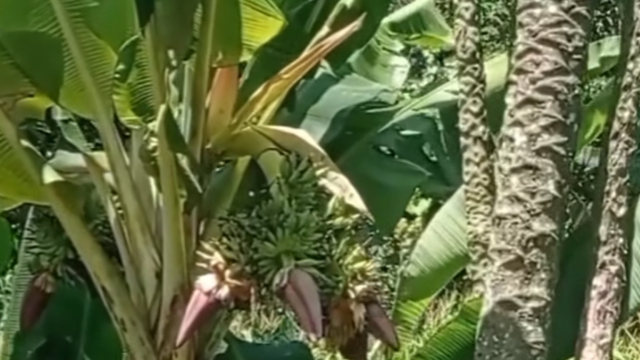 Pohon Pisang