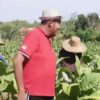 Petani Tembakau