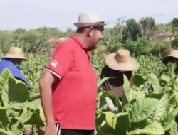 Lindungi Petani Tembakau, Pemkab Sumenep Berikan Asuransi Ketenagakerjaan Gratis