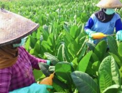 Perusahaan Rokok Lokal Dongkrak Ekonomi Petani Tembakau dan Pekerja di Sumenep