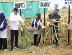 Perkuat Swasembada Pangan, Pemkab Sumenep Gelar Panen Raya Jagung Hibrida
