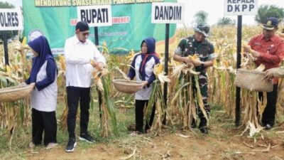 Perkuat Swasembada Pangan, Pemkab Sumenep Gelar Panen Raya Jagung Hibrida