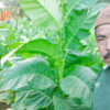 Petani Tembakau