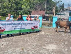 Momen Idul Adha 1446 H, Perwabel Salurkan Daging Kurban dari PT Timah