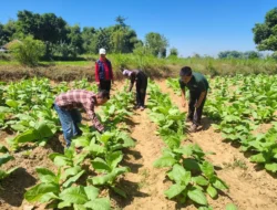 Petani Tembakau di Bangkalan Pertanyakan Penyaluran DBHCHT Rp32 Miliar