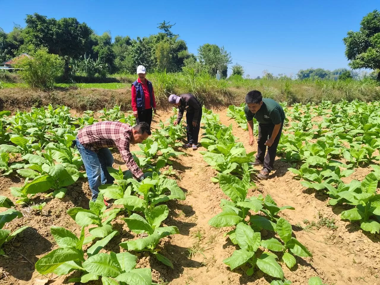 Petani Tembakau