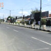 Tanaman Pot Hias