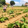 Petani Tembakau
