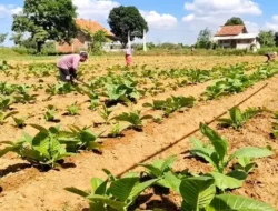 Dinilai Lamban, Verval Penerima BLT DBHCHT di Bangkalan Belum Kelar, Dinsos: Masih Proses Verifikasi
