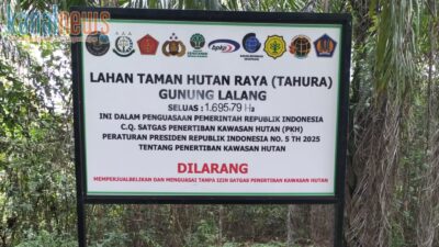 Kebun Sawit