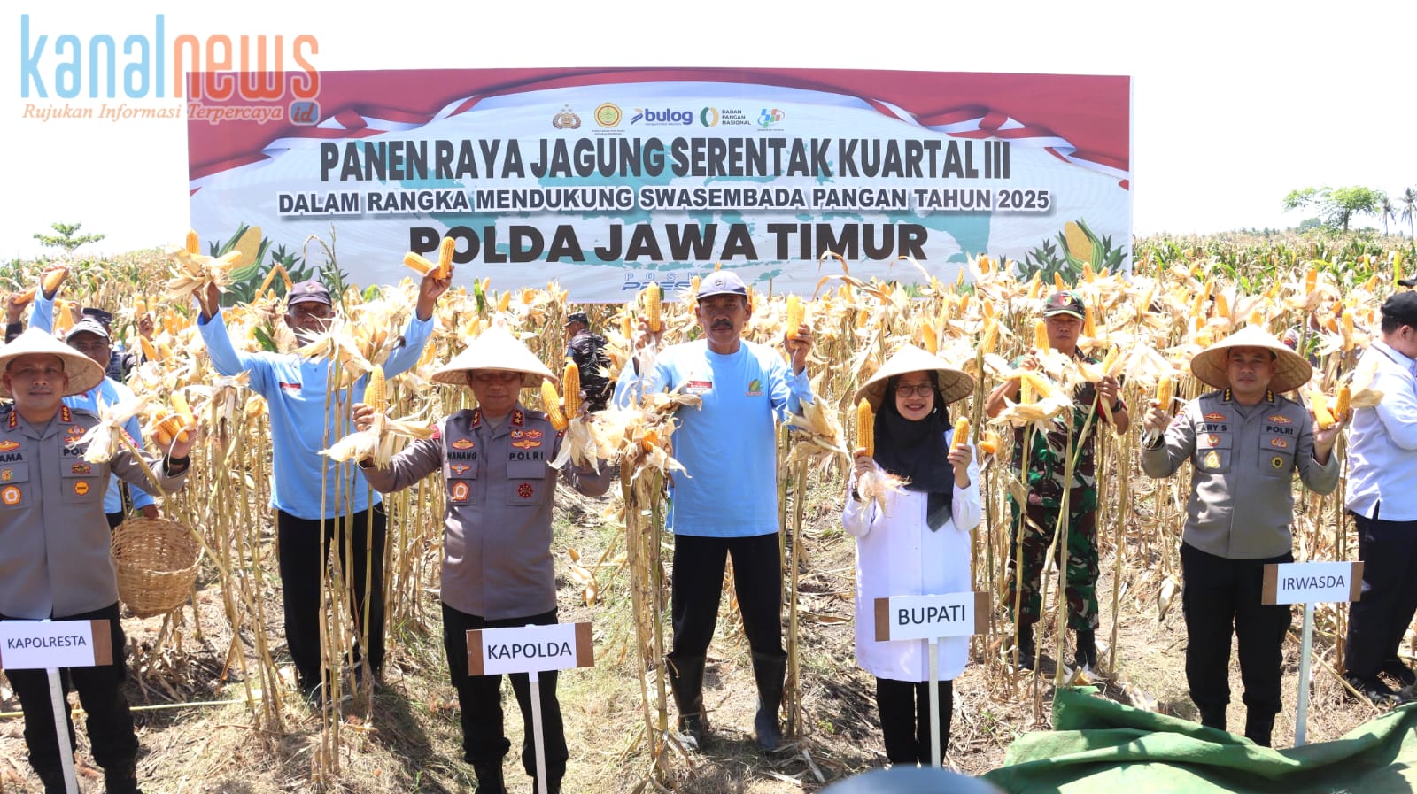 Panen Raya jagung