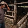 Fakta Baru Kasus Maling Sapi di Ganding; Keluarga Pelaku Datangi Pelapor Minta Cabut Laporan