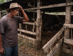 Fakta Baru Kasus Maling Sapi di Ganding; Keluarga Pelaku Datangi Pelapor Minta Cabut Laporan