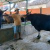 UD Amelia Banyuwangi Siapkan Sapi Qurban Berbagai Macam Hingga Sapi Super