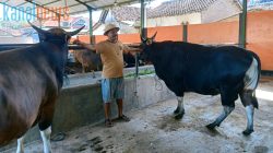 UD Amelia Banyuwangi Siapkan Sapi Qurban Berbagai Macam Hingga Sapi Super