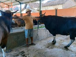 UD Amelia Banyuwangi Siapkan Sapi Qurban Berbagai Macam Hingga Sapi Super
