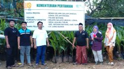 Bibit Kelapa