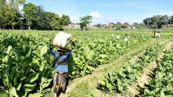 Memasuki Masa Penen, Komisi II DPRD Sumenep Desak Pemkab Segera Tetapkan TIHT 2026