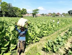 Memasuki Masa Penen, Komisi II DPRD Sumenep Desak Pemkab Segera Tetapkan TIHT 2026