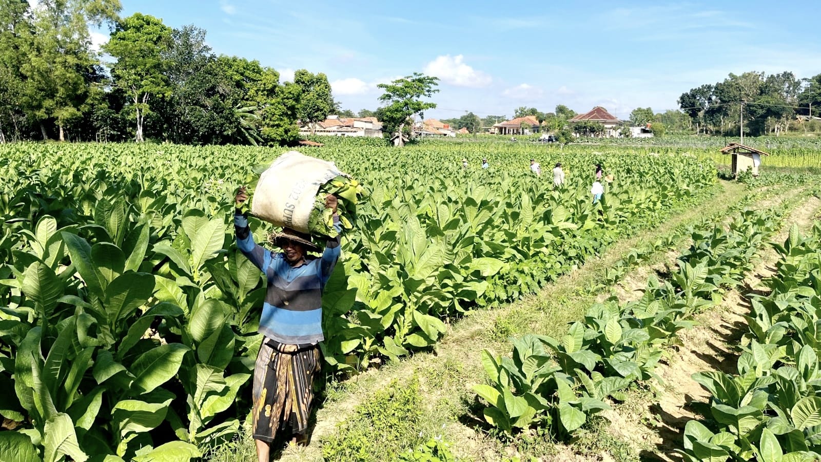 Panen Tembakau