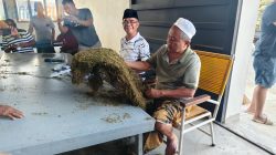 Target Serap 1000 Ton, H. Mukmin Mulai Beli Tembakau Petani Musim Panen 2026 di Gudang Lenteng