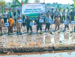 Turun ke Sawah, Danramil Purwosari Bersama Petani Sukseskan Gerakan Tanam Padi Serempak