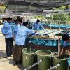 Mahasiswa KKN UA Posko 58 Sulap Limbah Kolam Lele Jadi Lahan Selada Akuaponik