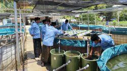 Mahasiswa KKN UA Posko 58 Sulap Limbah Kolam Lele Jadi Lahan Selada Akuaponik