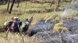 Karhutla Gunung Arjuno, Babinsa Bersama Relawan dan Tahura Sisir Area Terbakar